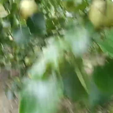 白酥梨
