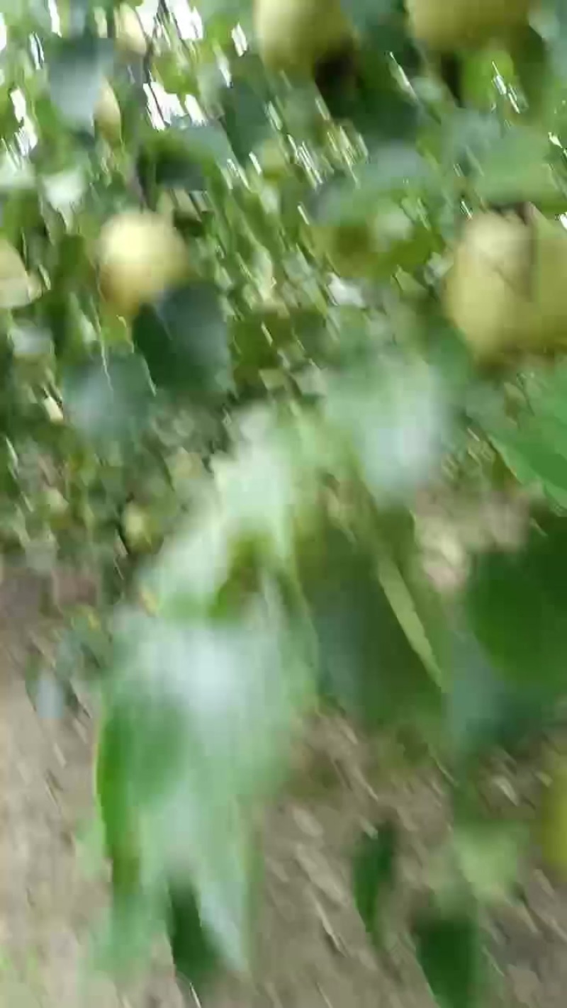 白酥梨