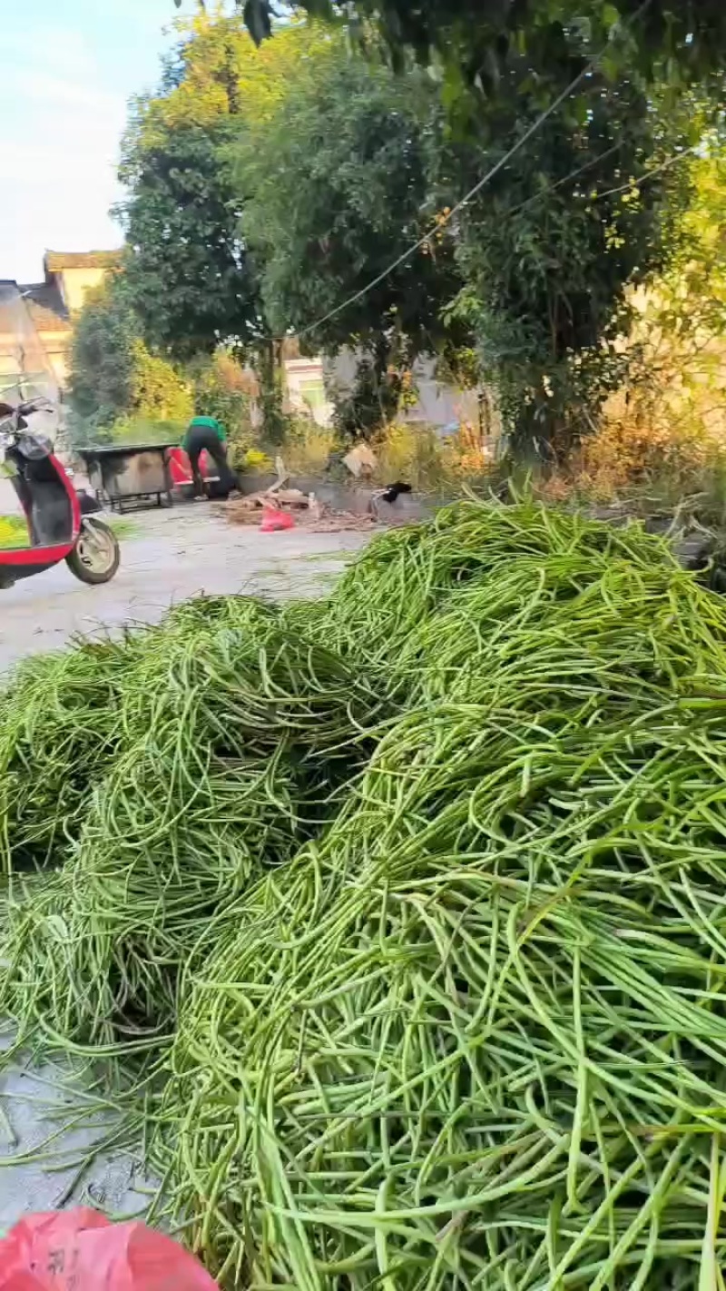 蕃薯19号红薯叶