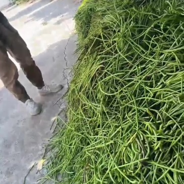 蕃薯19号红薯叶