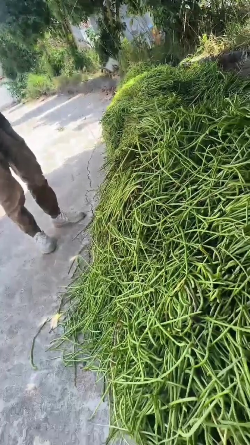 蕃薯19号红薯叶