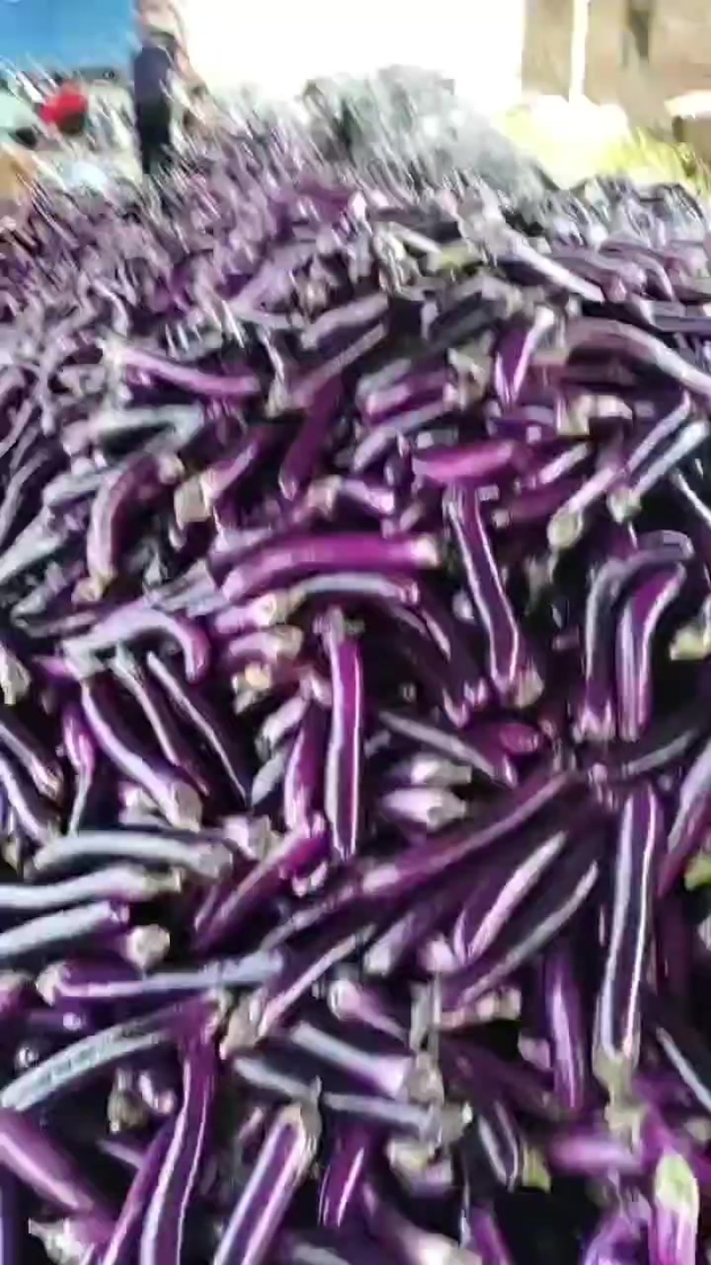红金刚，紫长茄。