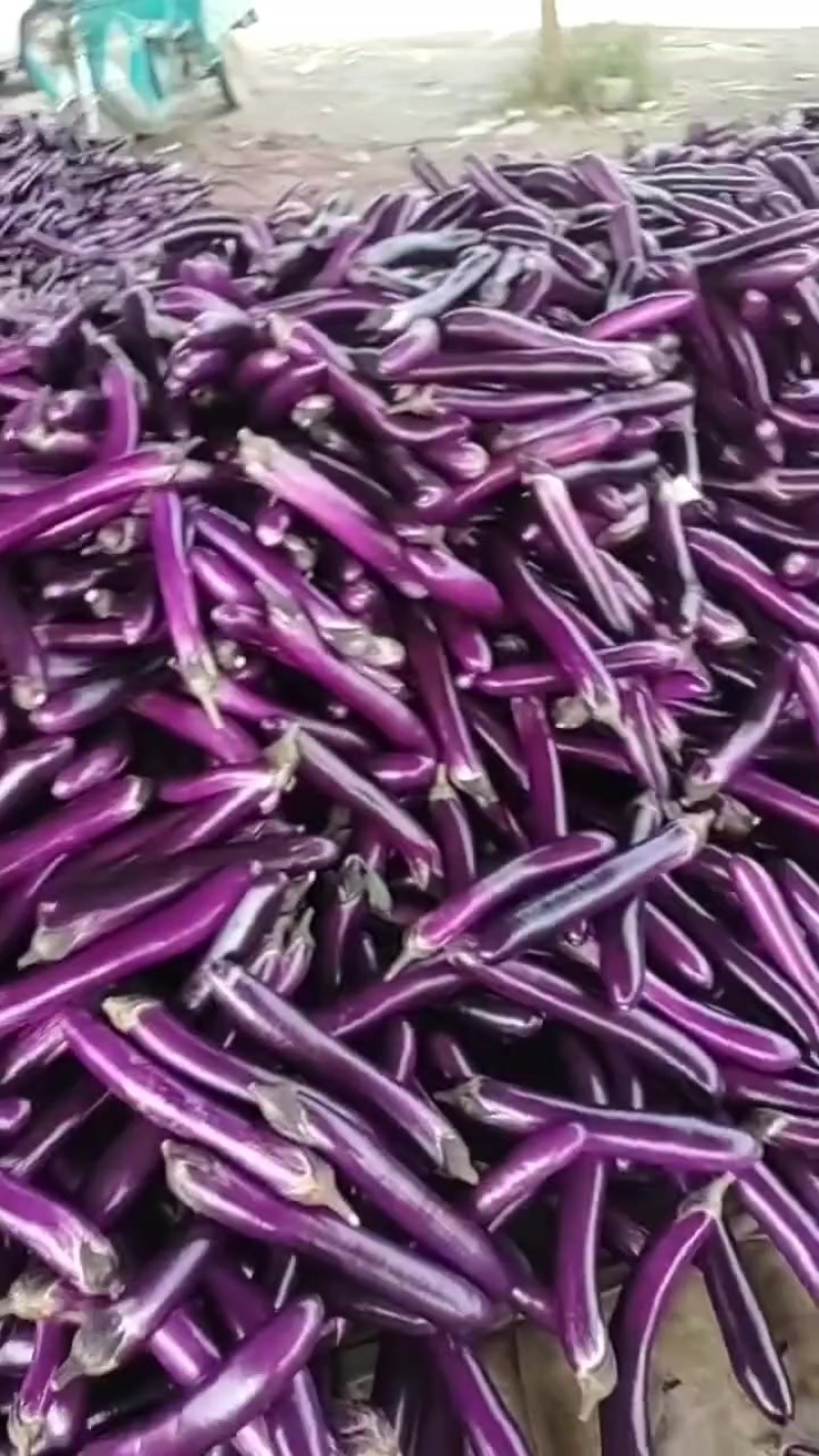 红金刚，紫长茄。