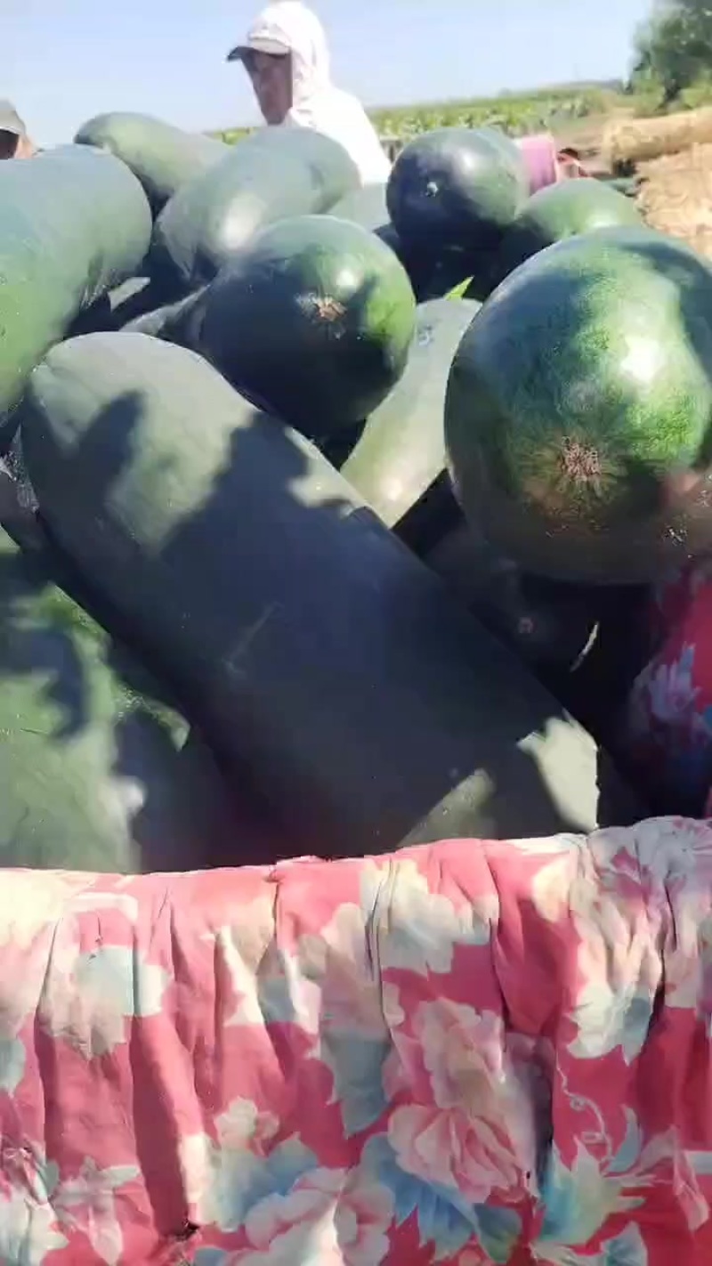 吊冬瓜
