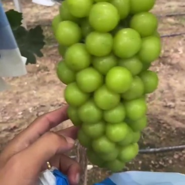 阳光玫瑰
