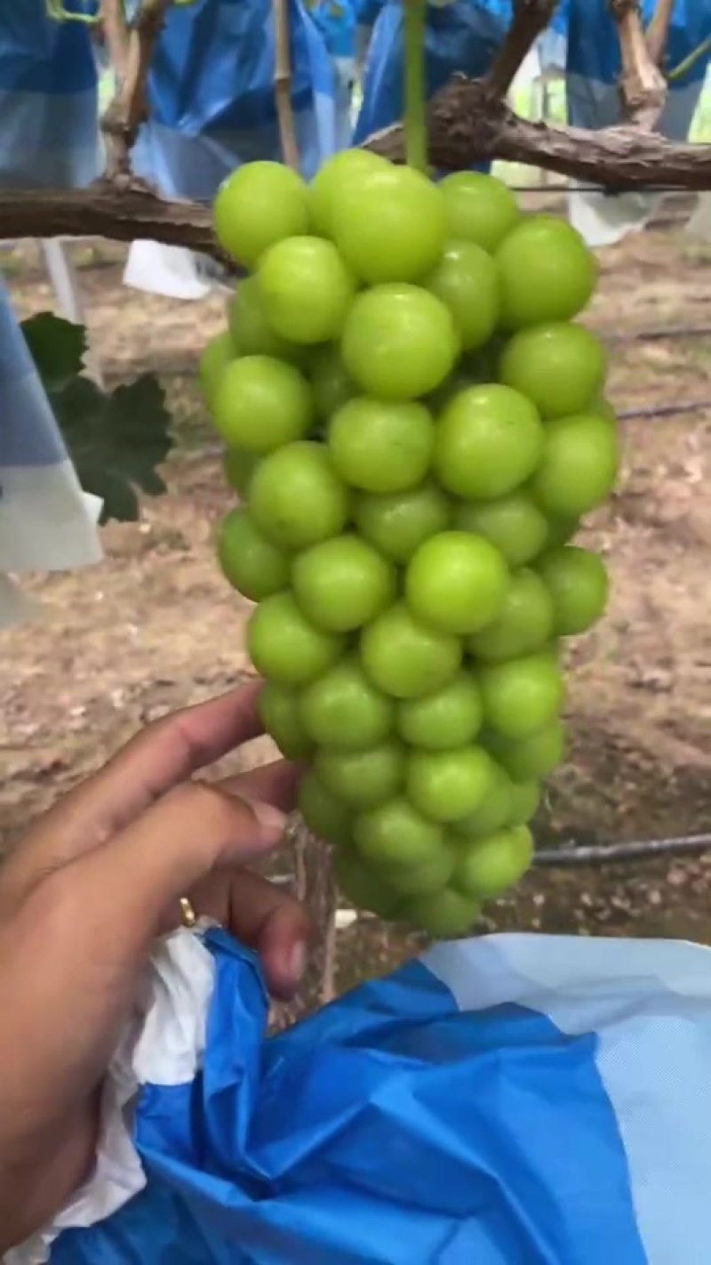 阳光玫瑰