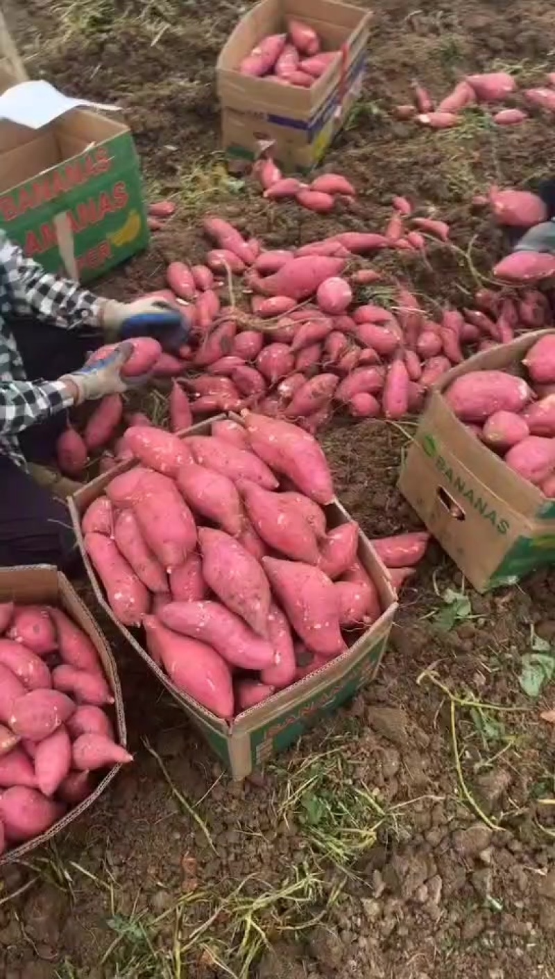 西瓜红紅薯