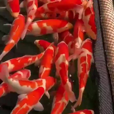 精品红白锦鲤规格齐全