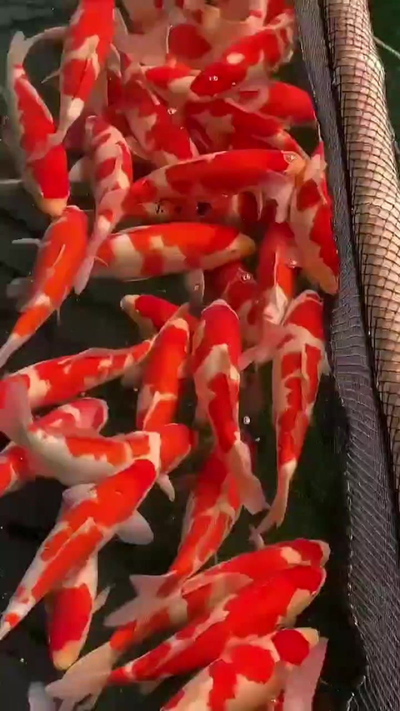 精品红白锦鲤规格齐全