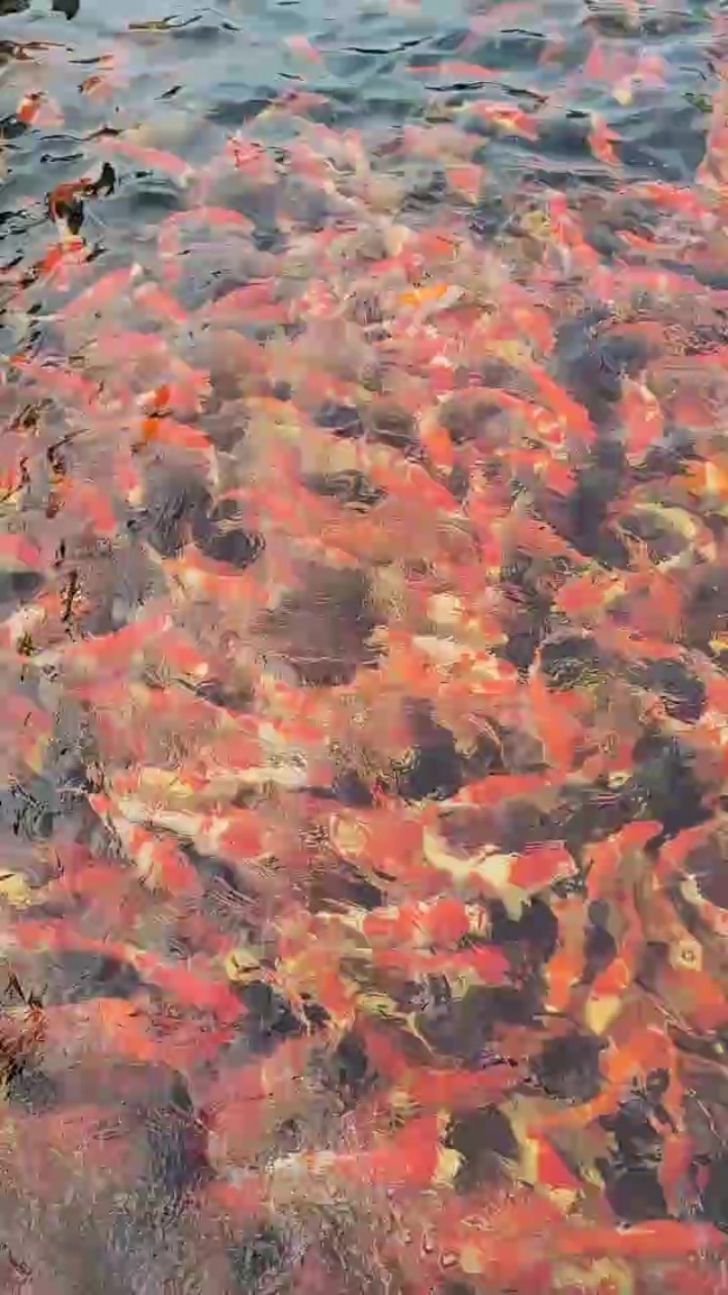 精品红白锦鲤规格齐全