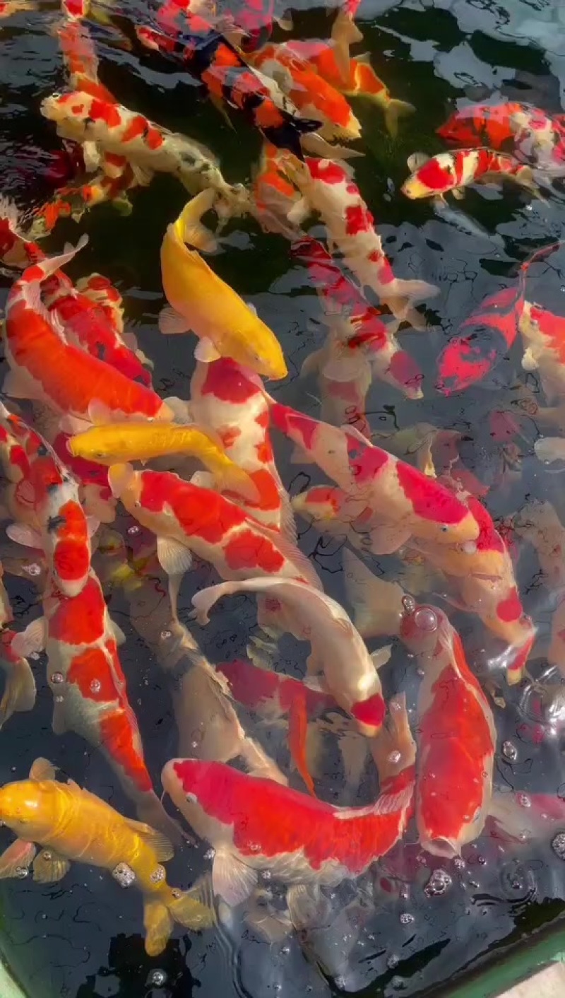精品红白锦鲤规格齐全