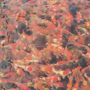 精品锦鲤规格齐全量大优惠