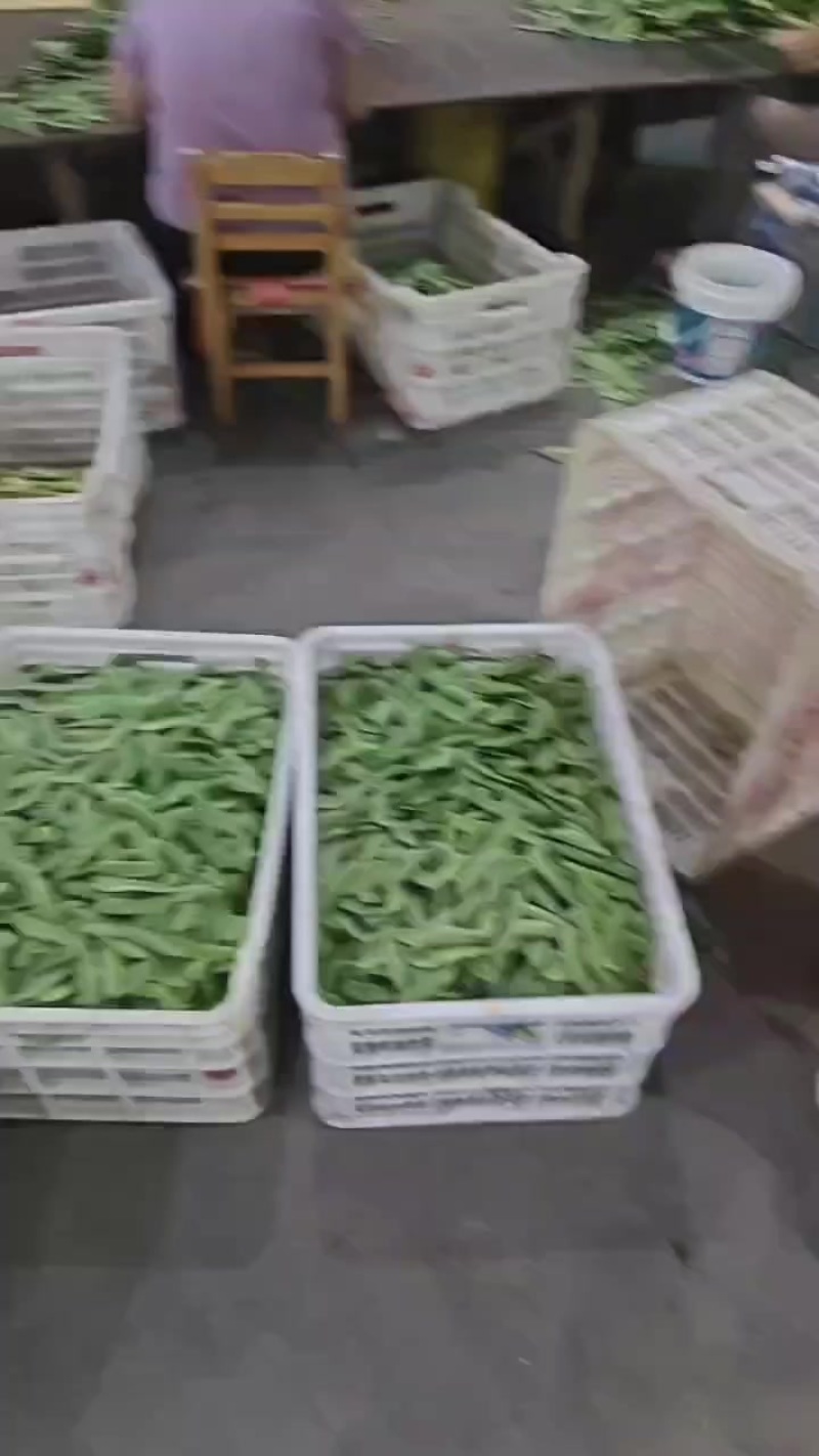 白玉豆，生成场地可以长期合作