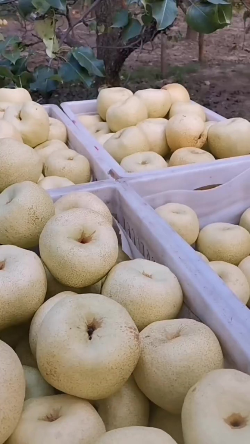 砀山酥梨
