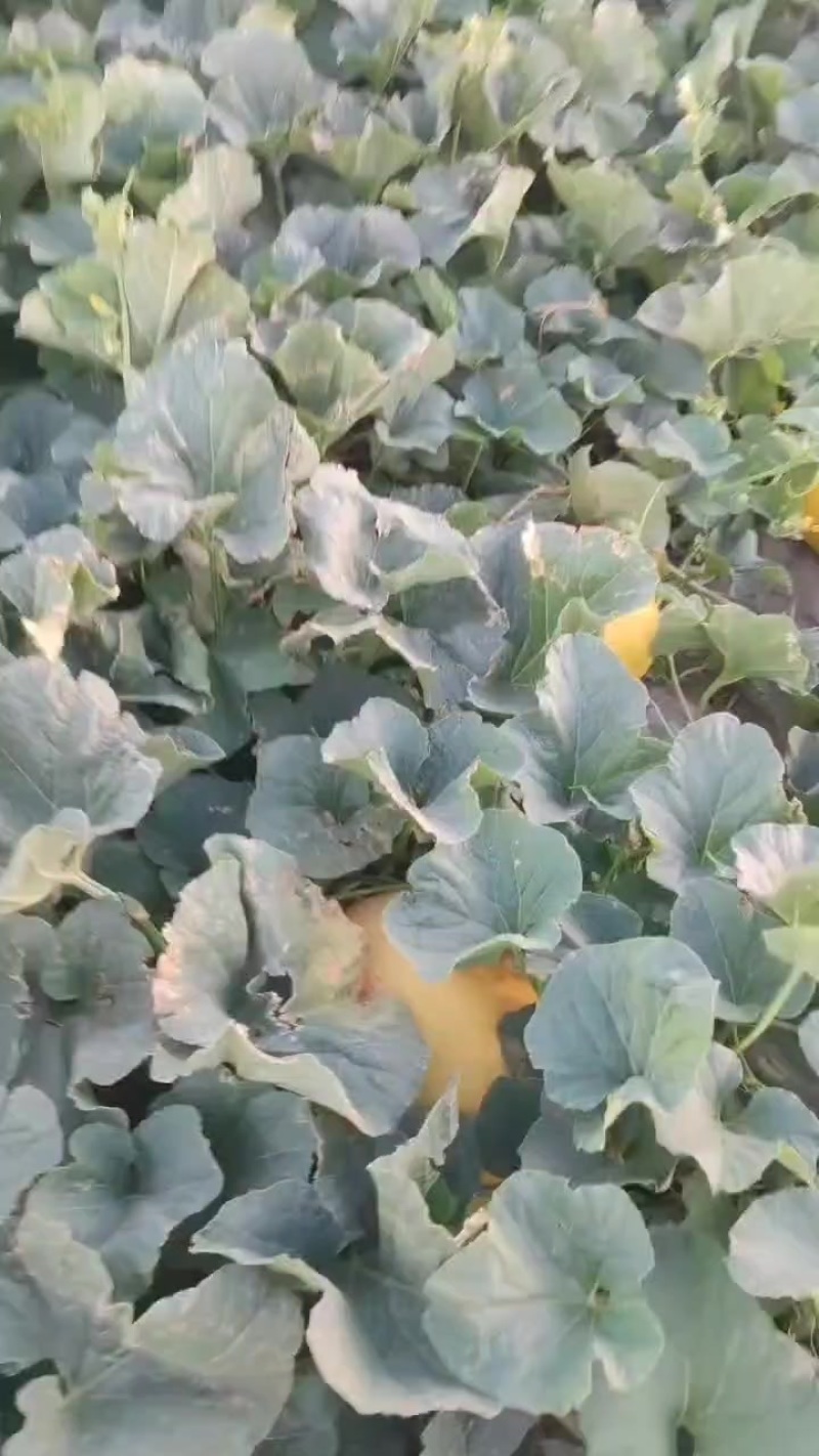 吐鲁番火焰山哈密瓜金色年华，成熟的季节原相机拍摄甜甜甜！