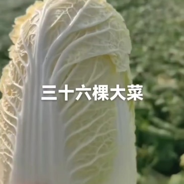 娃娃菜