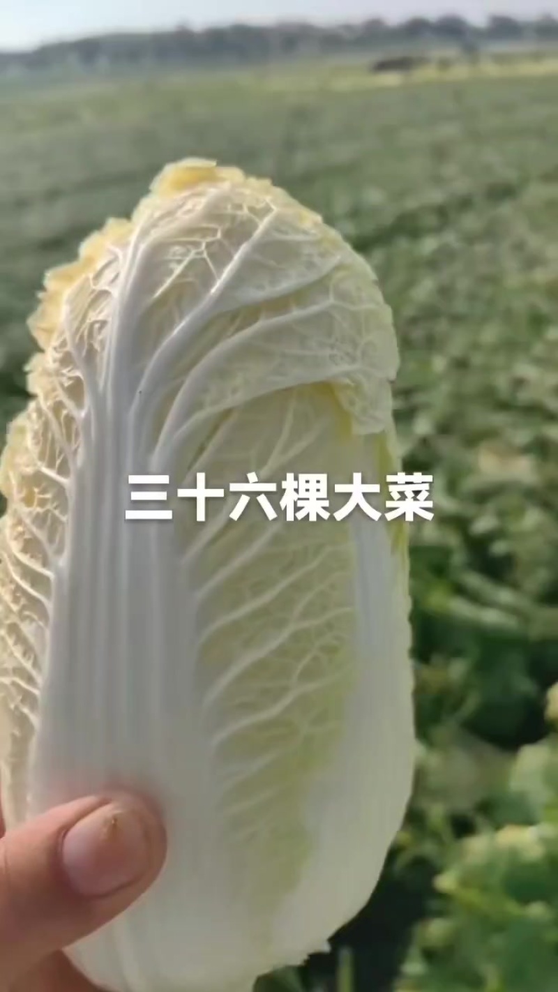 娃娃菜