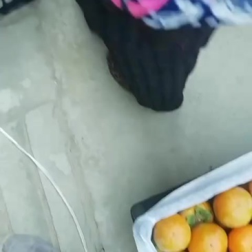 阳丰甜柿