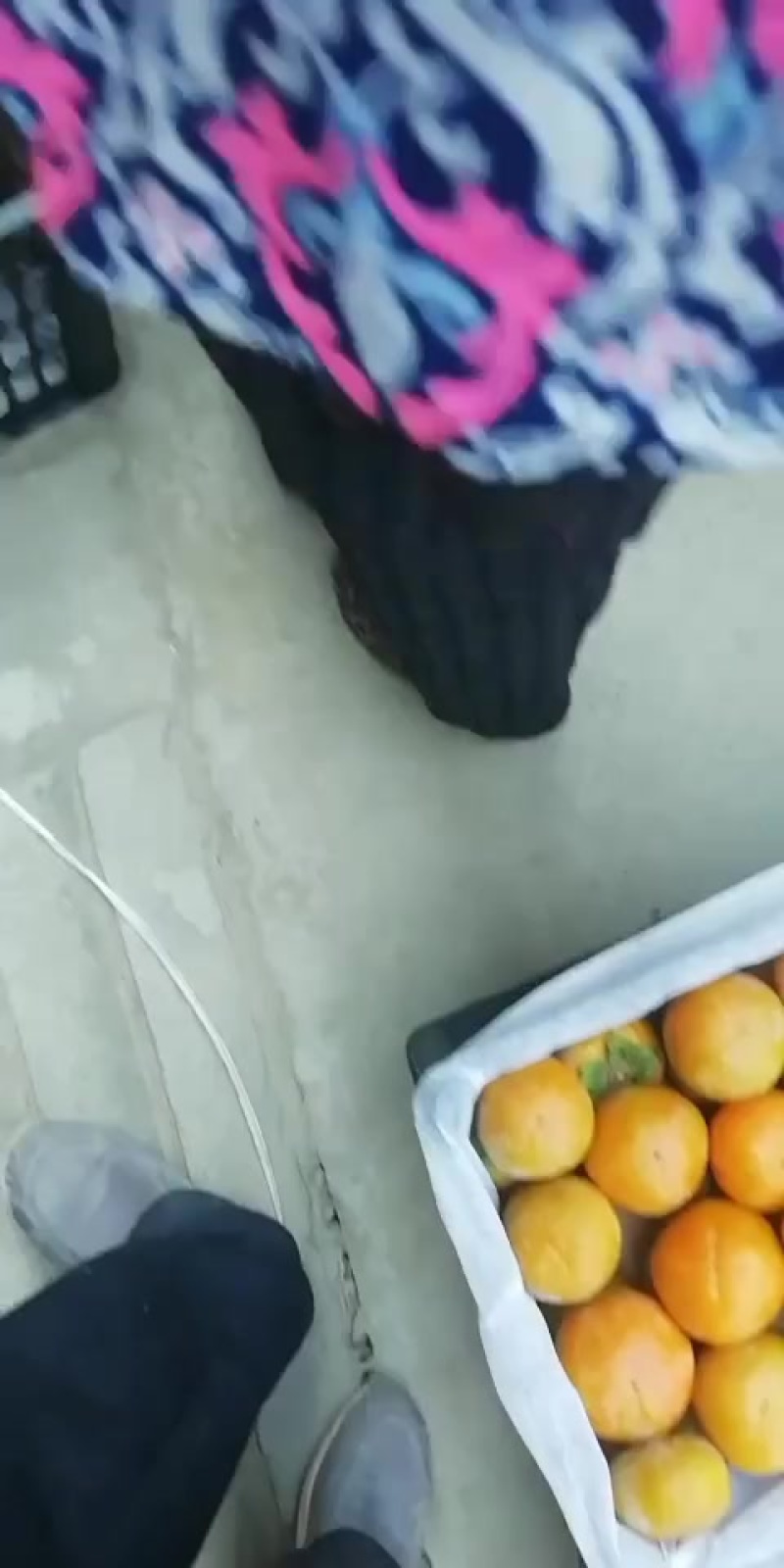 阳丰甜柿