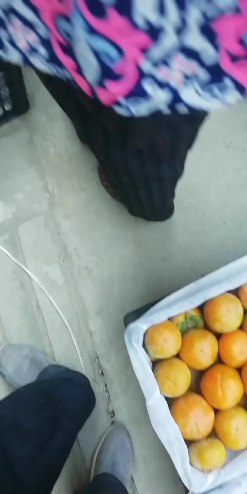 阳丰甜柿