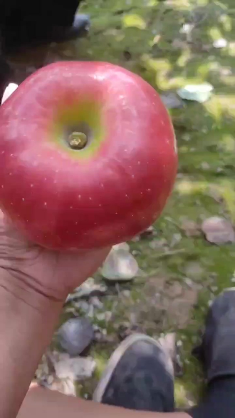 红五星，皮毛口感好，个头好！