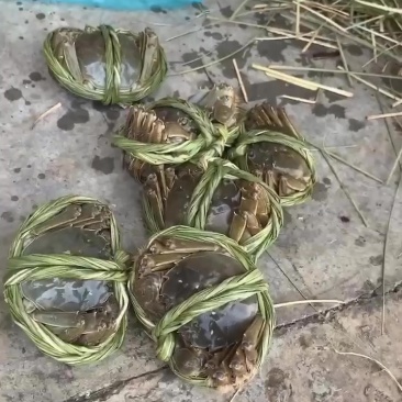 大闸蟹