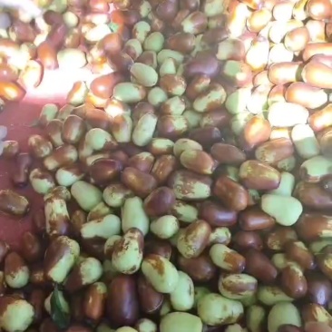 甘肃鲜骏枣