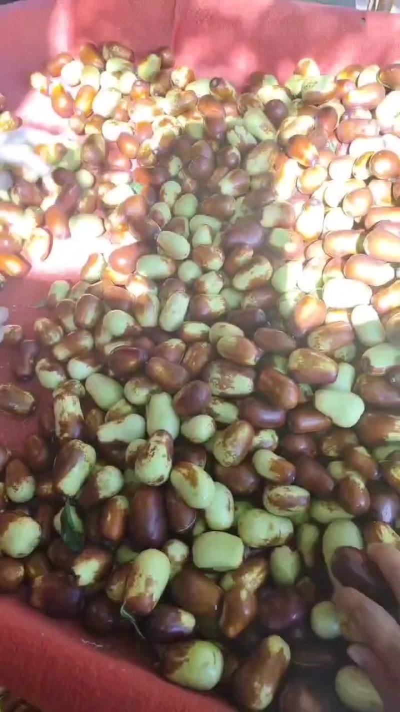 甘肃鲜骏枣