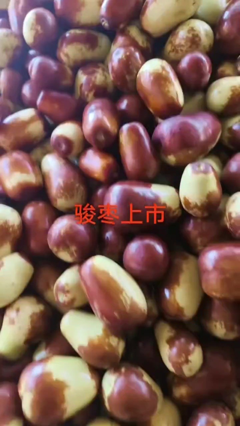 甘肃鲜骏枣