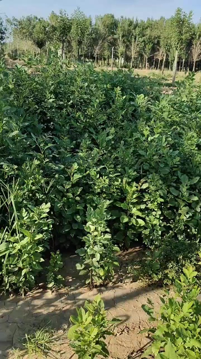 白蜡苗