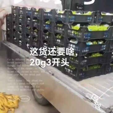 阳光玫瑰特级克重20