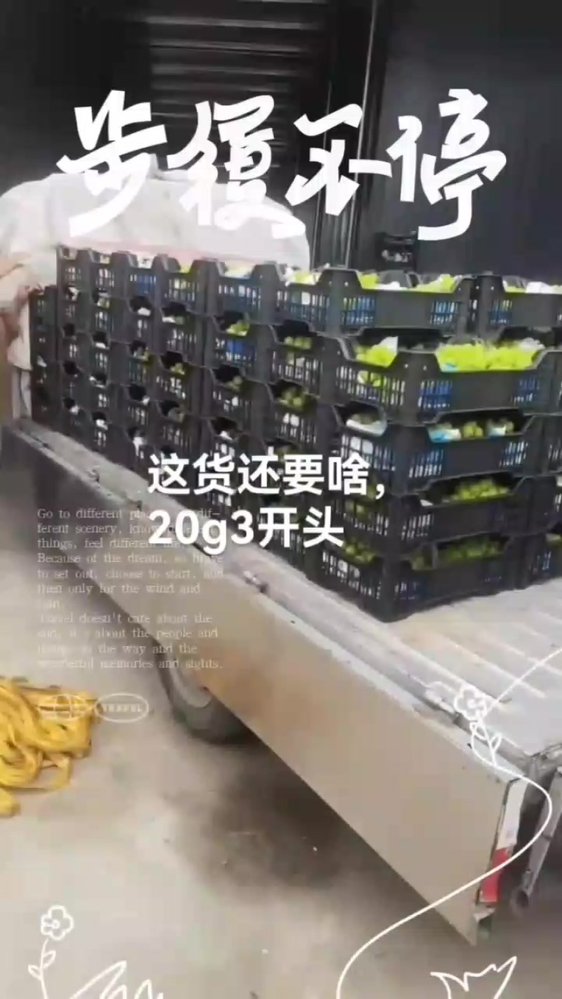 阳光玫瑰特级克重20