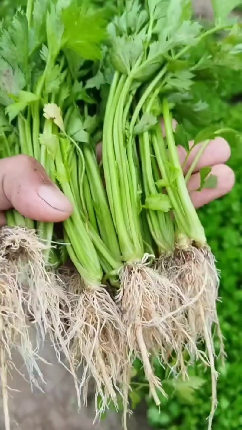 皇后西芹苗子