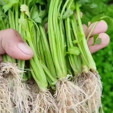 皇后西芹苗子