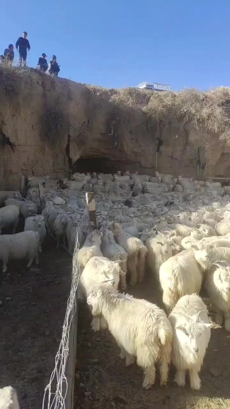 宁夏绒山羊盐池滩羊