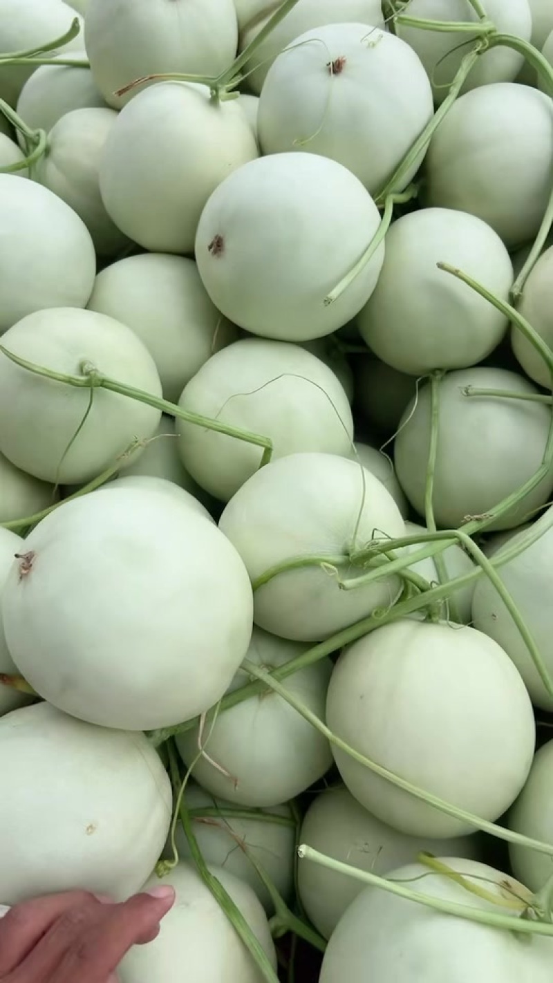 玉菇甜瓜