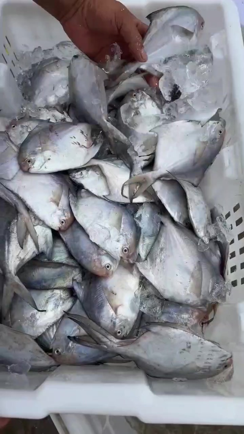 银鲳鱼大，中，小量大的来