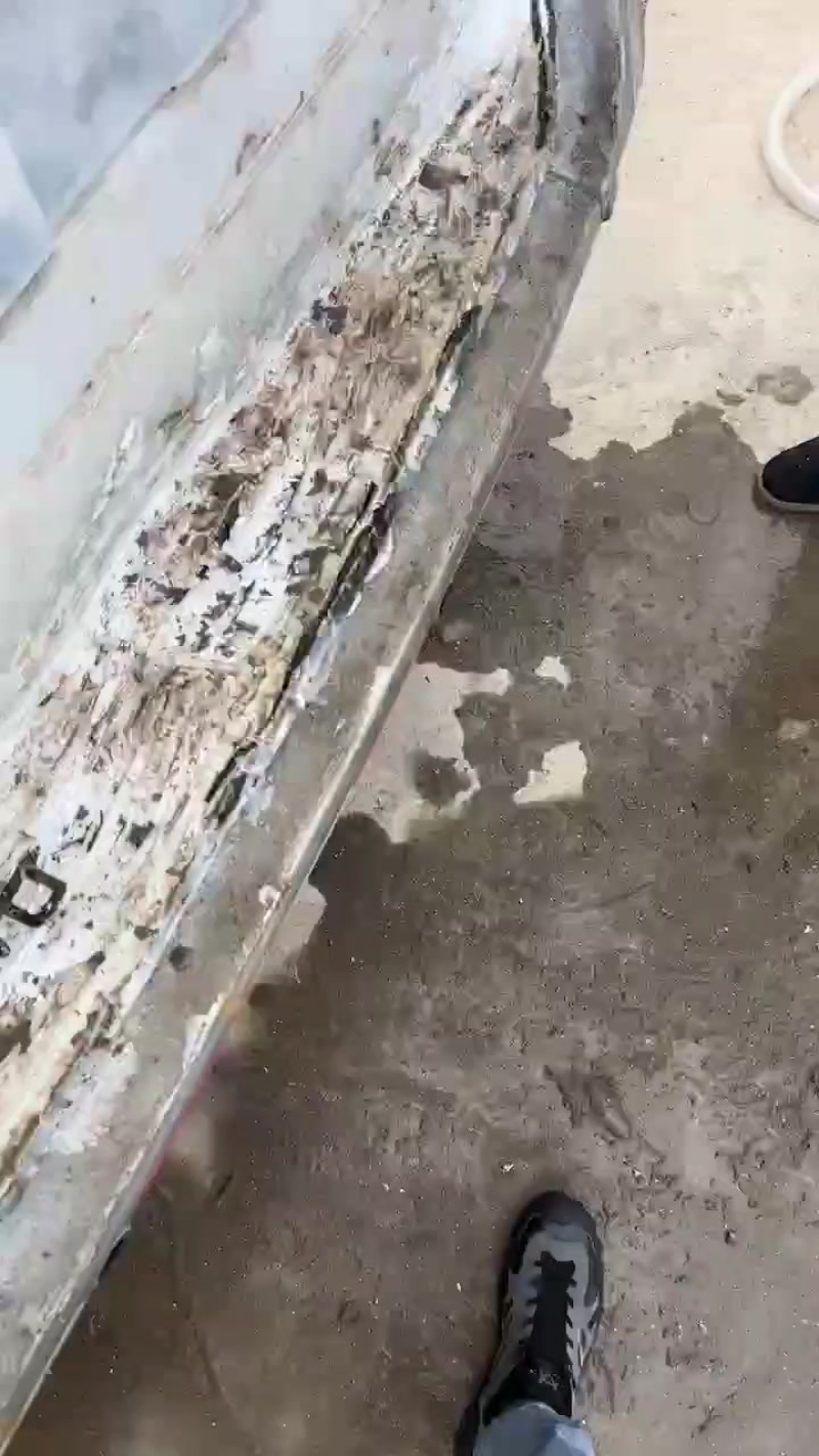 银鲳鱼大，中，小量大的来