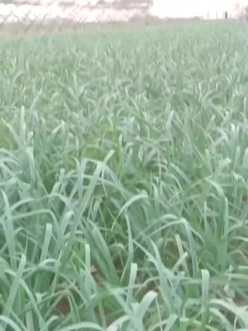 蒜苗