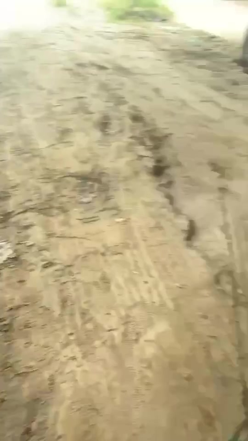 二红洋葱