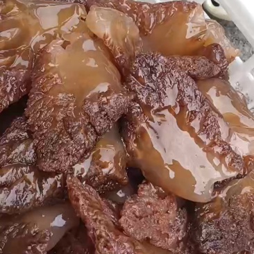 山东渤海湾特大角