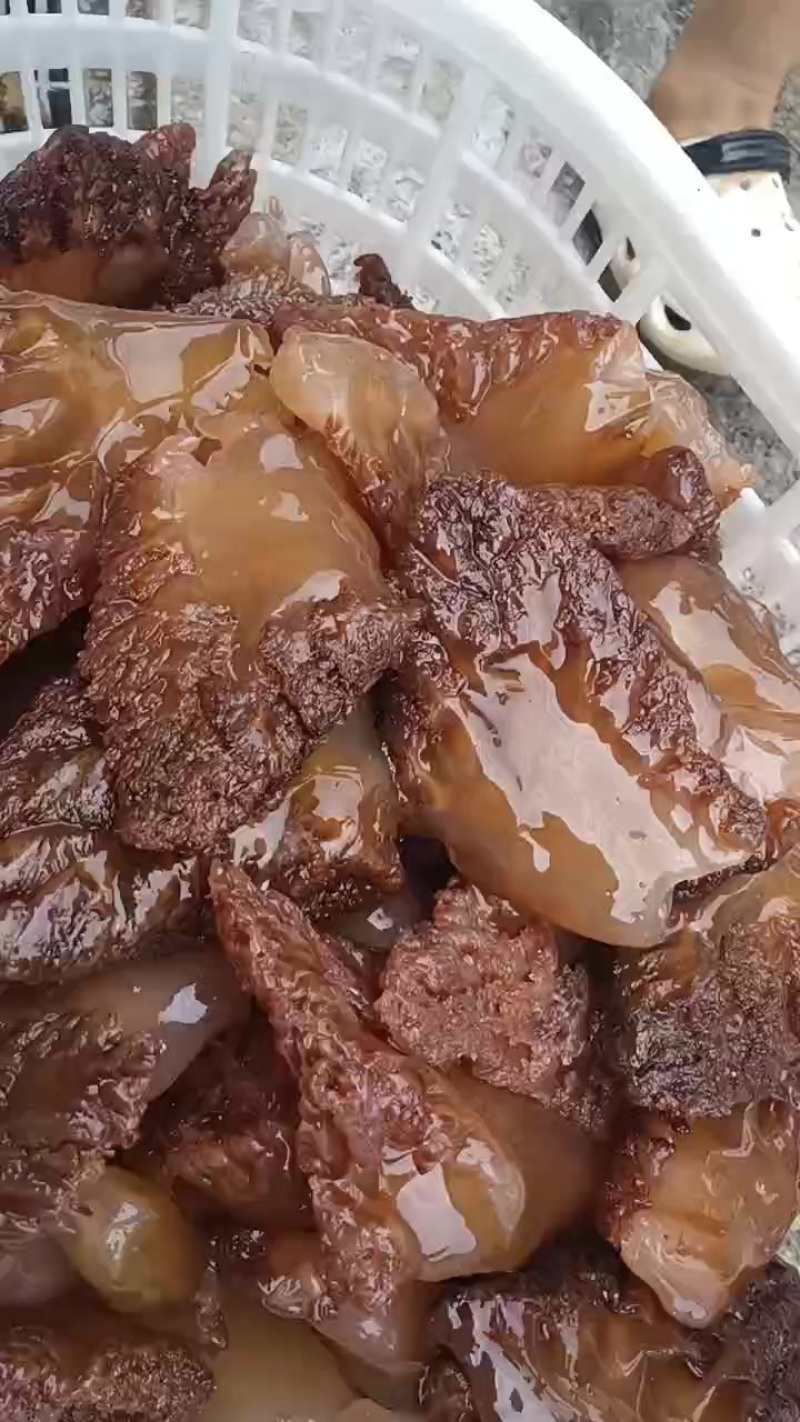 山东渤海湾特大角