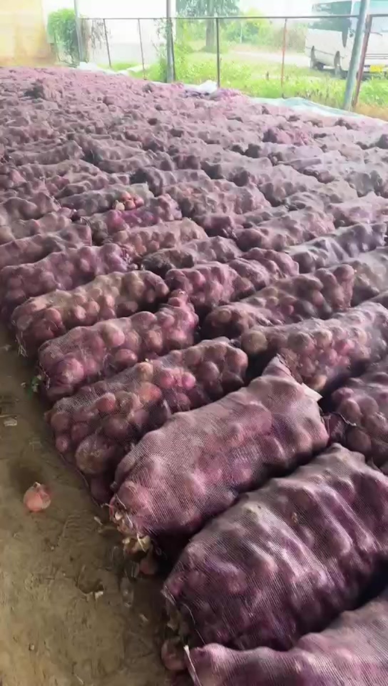 二红洋葱