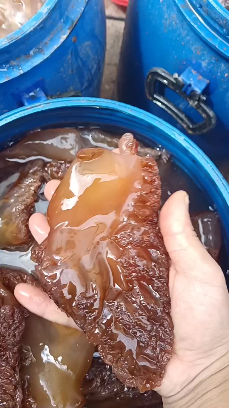 山东渤海湾特大角