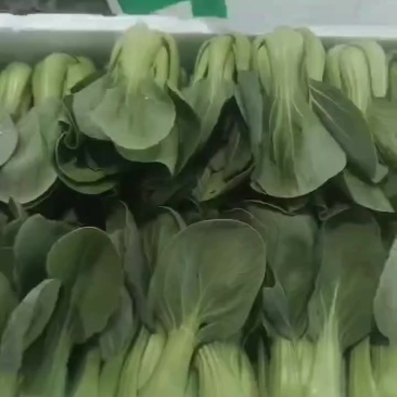 油菜