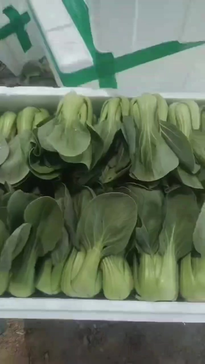 油菜