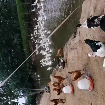 散养家禽出售
