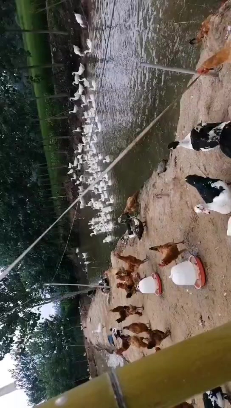 散养家禽出售