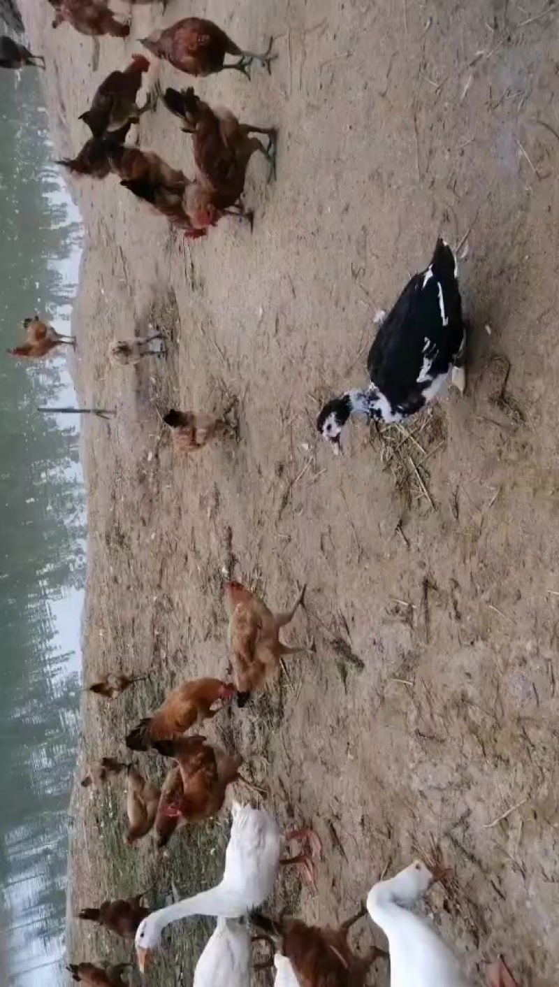 散养家禽出售