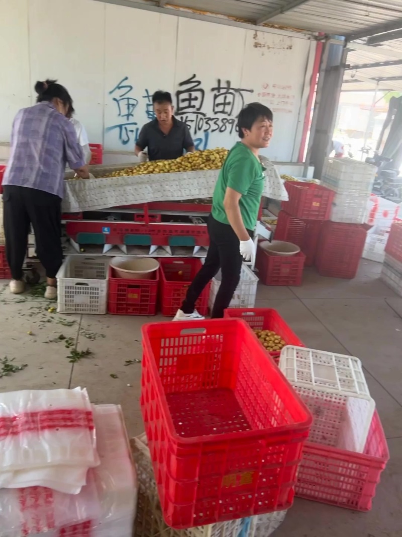 马奶上量了，便宜